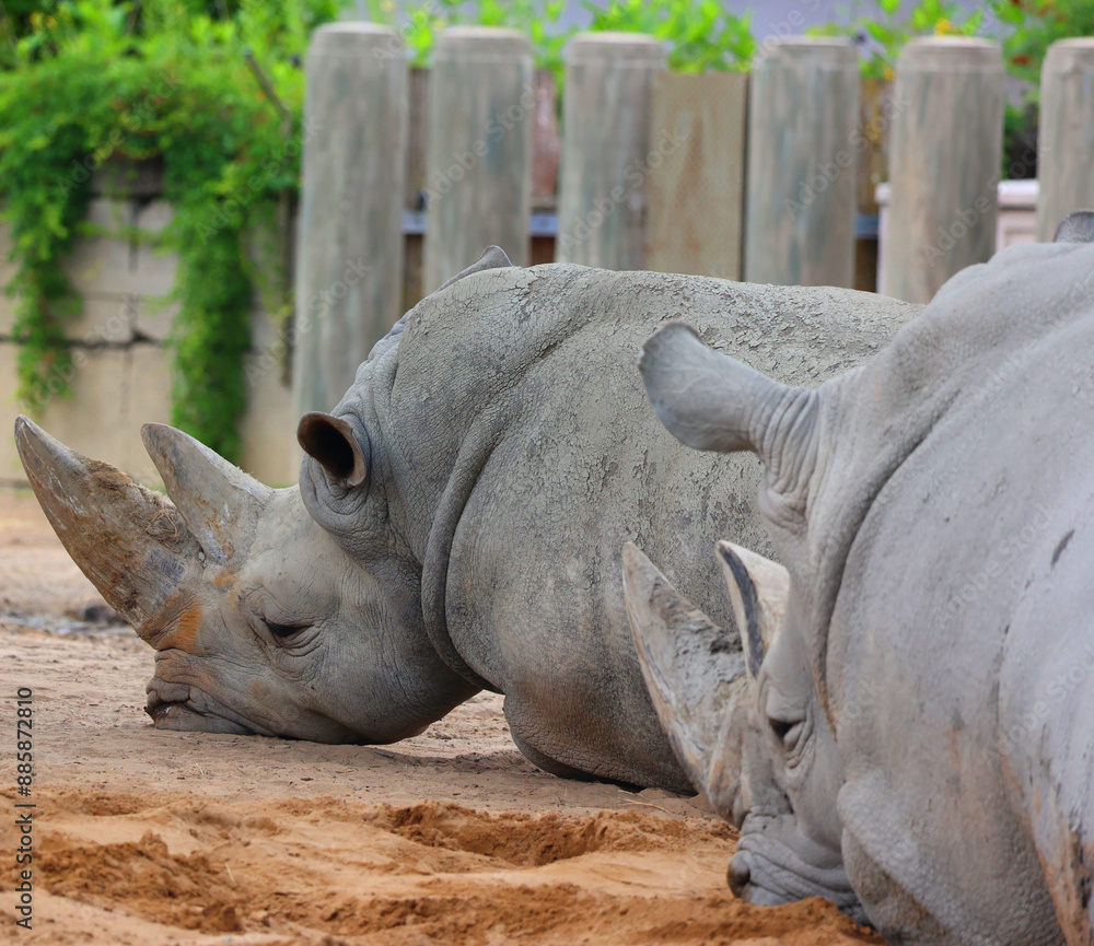The white rhinoceros or square-lipped rhinoceros is the largest extant species of rhinoceros. It has a wide mouth used for grazing and is the most social of all rhino The white rhinoceros or square-lipped rhinoceros is the largest extant species of rhinoceros. It has a wide mouth used for grazing and is the most social of all rhino