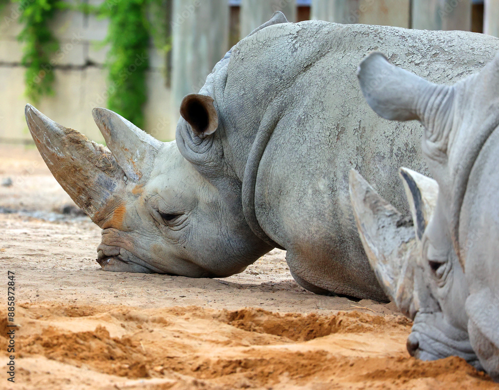 The white rhinoceros or square-lipped rhinoceros is the largest extant species of rhinoceros. It has a wide mouth used for grazing and is the most social of all rhino The white rhinoceros or square-lipped rhinoceros is the largest extant species of rhinoceros. It has a wide mouth used for grazing and is the most social of all rhino
