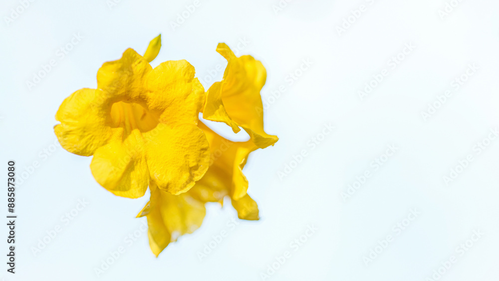 Fototapeta premium Close-up Yellow Trumpet, Yellow elder flower and isolated background, Macro photo.