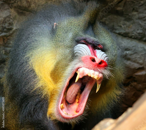 Billede på lærred The mandrill (Mandrillus sphinx) is a primate of the Old World monkey (Cercopithecidae) family