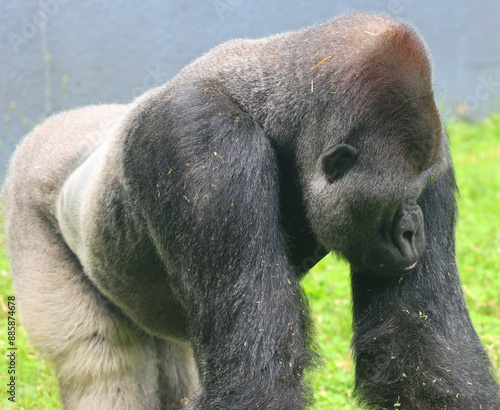 Gorillas are ground-dwelling, predominantly herbivorous apes that inhabit the forests of central Africa. The DNA of gorillas is highly similar to that of humans, from 95–99%  photo