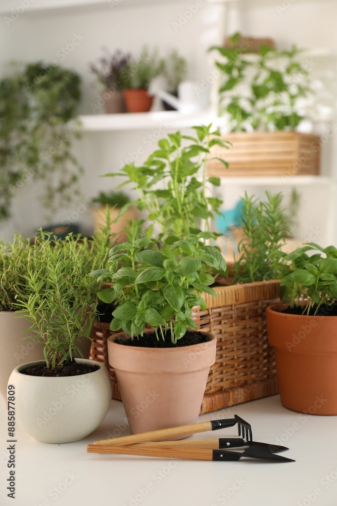 Potted herbs and gardening tools on white table Potted herbs and gardening tools on white table