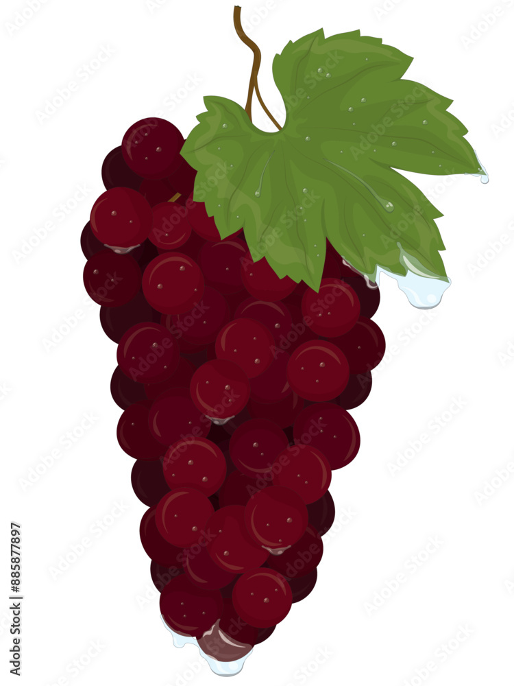 Fototapeta premium Bunch of red grapes with raindrops illustration