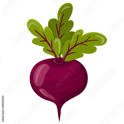 Ripe red beets with green leaves in flat vector style. Red beet isolated on white background.