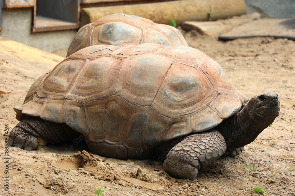 The Aldabra giant tortoise (Aldabrachelys gigantea), from the islands of the Aldabra Atoll in the Seychelles, is one of the largest tortoises in the world The Aldabra giant tortoise (Aldabrachelys gigantea), from the islands of the Aldabra Atoll in the Seychelles, is one of the largest tortoises in the world