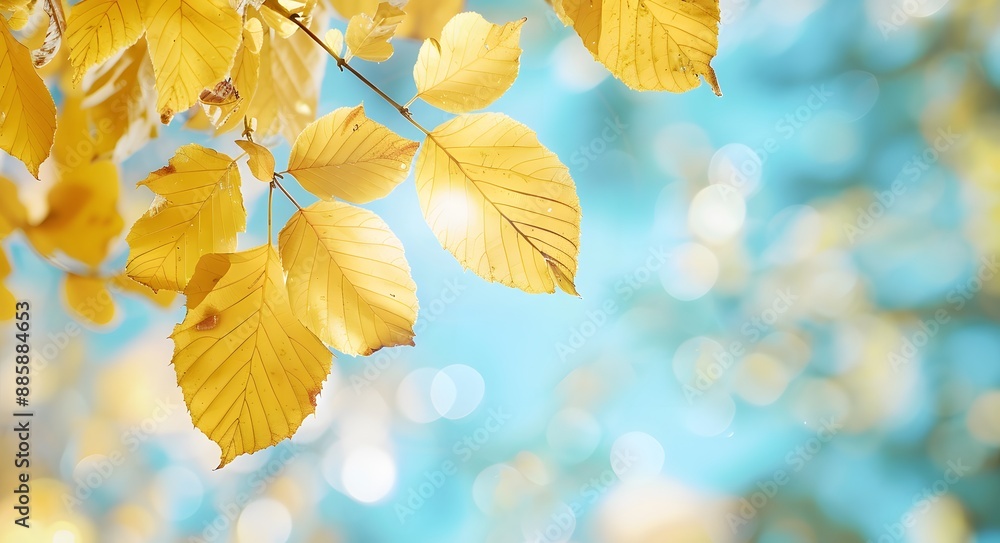 Autumn Leaves Branch Blue Sky Bokeh Background Autumn Leaves Branch Blue Sky Bokeh Background