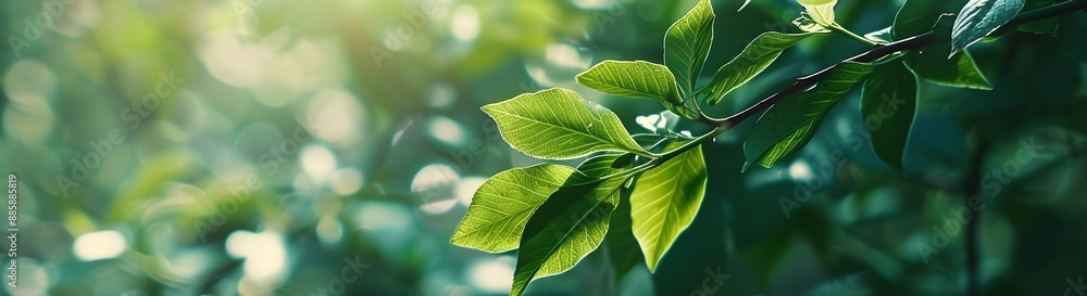 Blurred Green Leaves Background - Spring Nature Design Blurred Green Leaves Background - Spring Nature Design