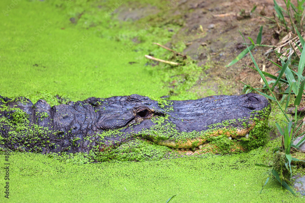 Naklejka premium An alligator is a crocodilian in the genus Alligator of the family Alligatoridae. The two living species are the American alligator and the Chinese alligator.