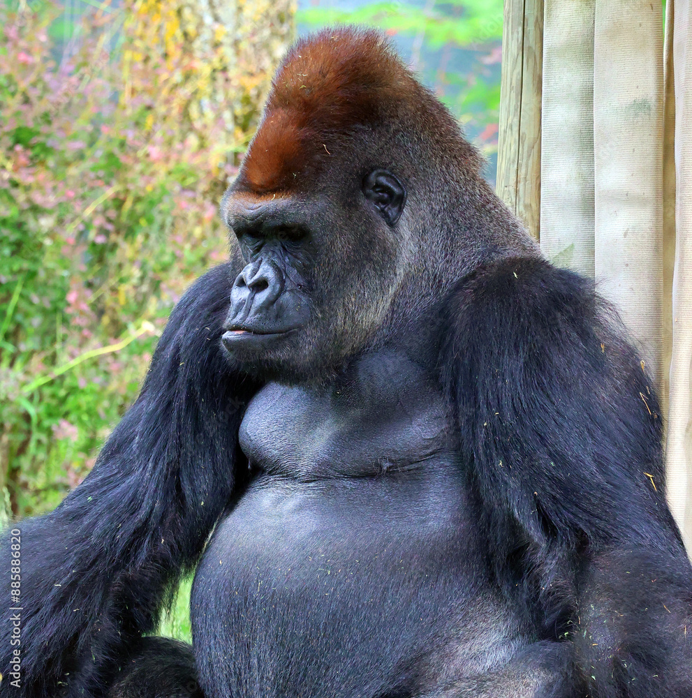 Obraz premium Gorillas are ground-dwelling, predominantly herbivorous apes that inhabit the forests of central Africa. The DNA of gorillas is highly similar to that of humans, from 95–99% 