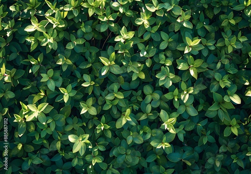Wallpaper Mural Green Leaf Texture Background - Lush Nature Pattern Torontodigital.ca