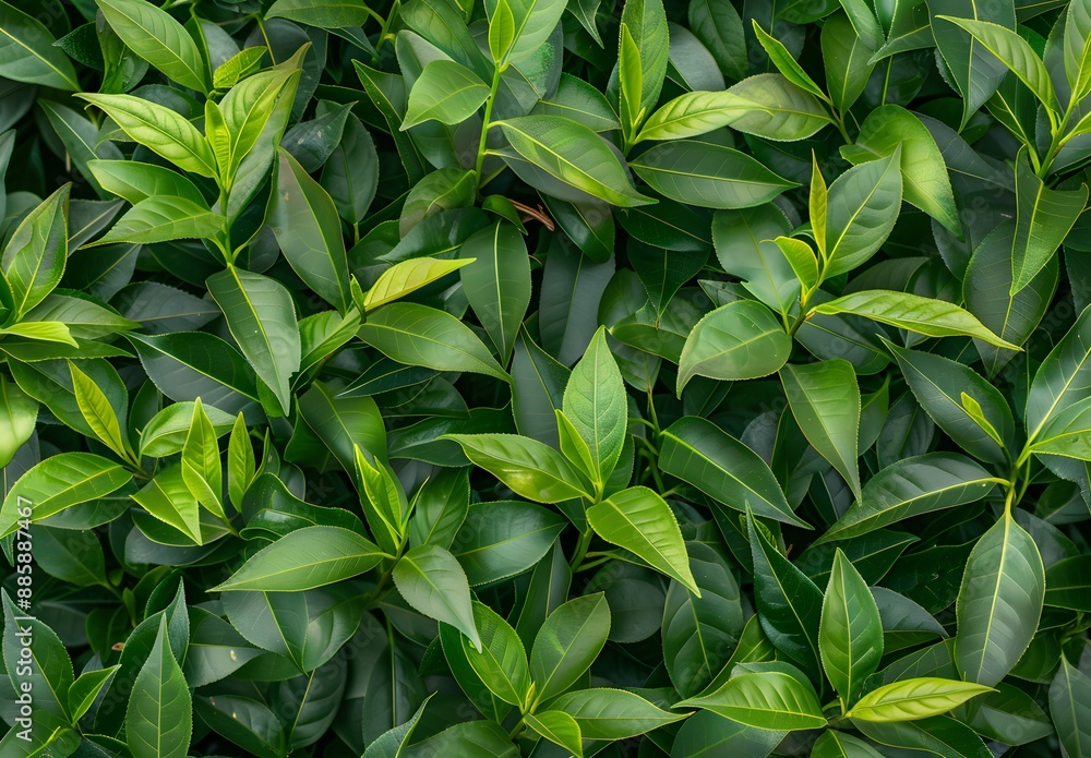 Lush Green Tea Tree Leaves Background Lush Green Tea Tree Leaves Background