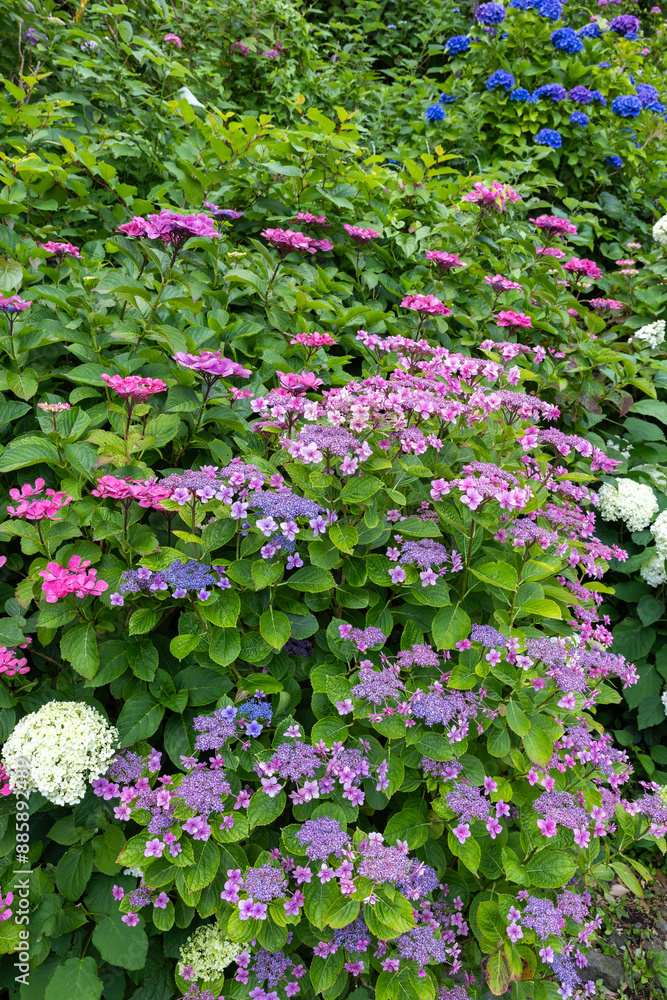 Beautiful purple lacecap hydrangea flowers blooming in early summer at Shimoda Park in Izu. Beautiful purple lacecap hydrangea flowers blooming in early summer at Shimoda Park in Izu.