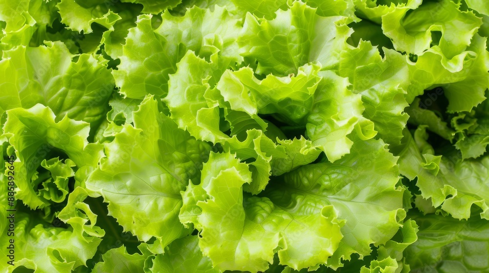 A high-resolution photo of fresh green lettuce leaves as a background A high-resolution photo of fresh green lettuce leaves as a background