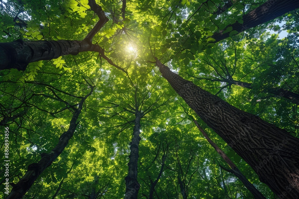Fototapeta premium A tree with a large trunk and many branches. The leaves are green and the sun is shining through the trees