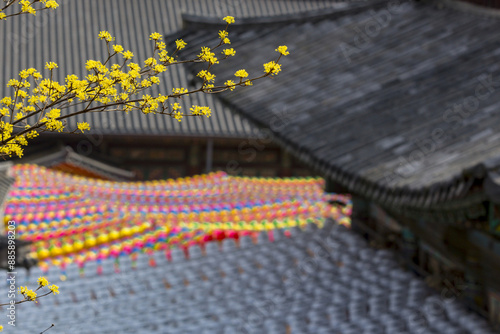 Samseong-dong, Gangnam-gu, Seoul, South Korea - March 24, 2017: Spring view of yellow cornus flowers against colorful lotus lanterns and tile roof of Buddhist sanctuary at Bongeunsa Temple
 photo