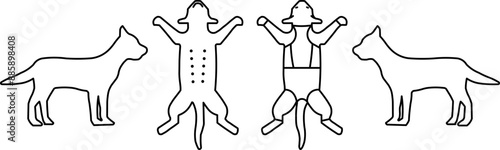 Illustration of the animal in right, left, ventral and dorsal positions for physical examination notes on the animal anamnesis form.