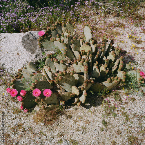 Anza Borrego, CA photo