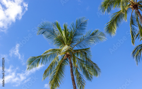 Wallpaper Mural Beautiful palm trees at Hawaii Torontodigital.ca