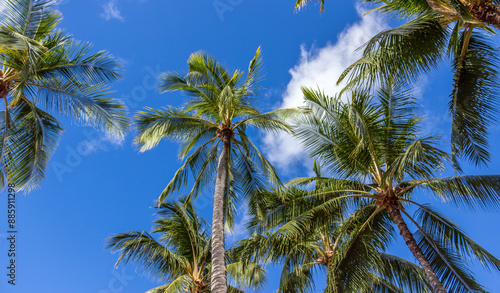 Beautiful palm trees at Hawaii