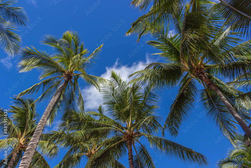Beautiful palm trees at Hawaii Beautiful palm trees at Hawaii