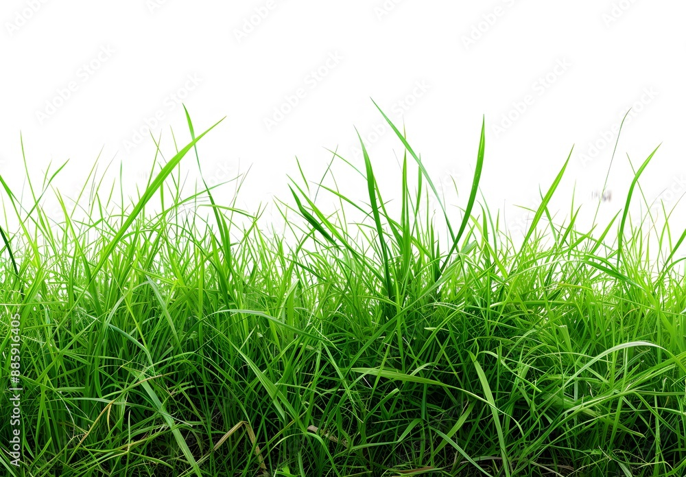 Realistic Green Grass Field Isolated On White Realistic Green Grass Field Isolated On White