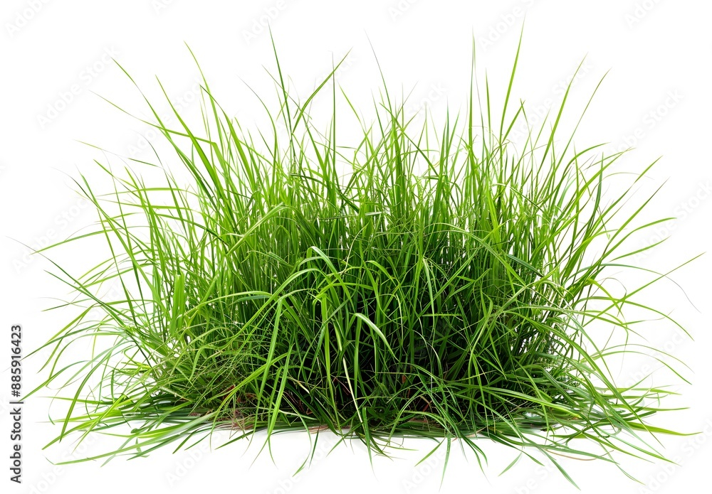 Realistic Green Grass Field Isolated on White Realistic Green Grass Field Isolated on White