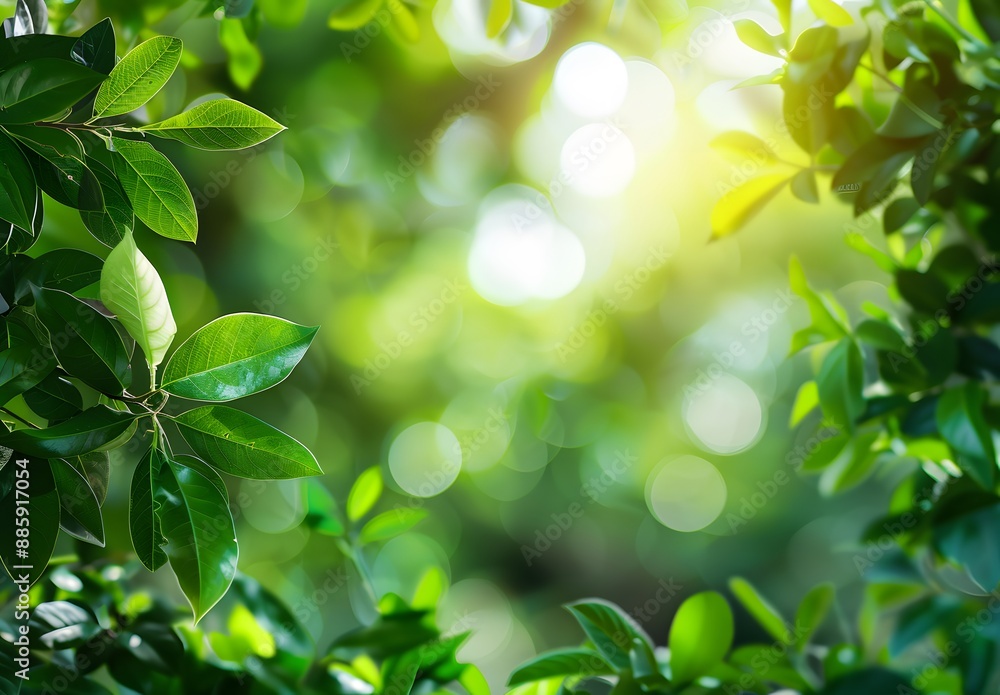 Sunlight Through Green Leaves Bokeh Background Sunlight Through Green Leaves Bokeh Background