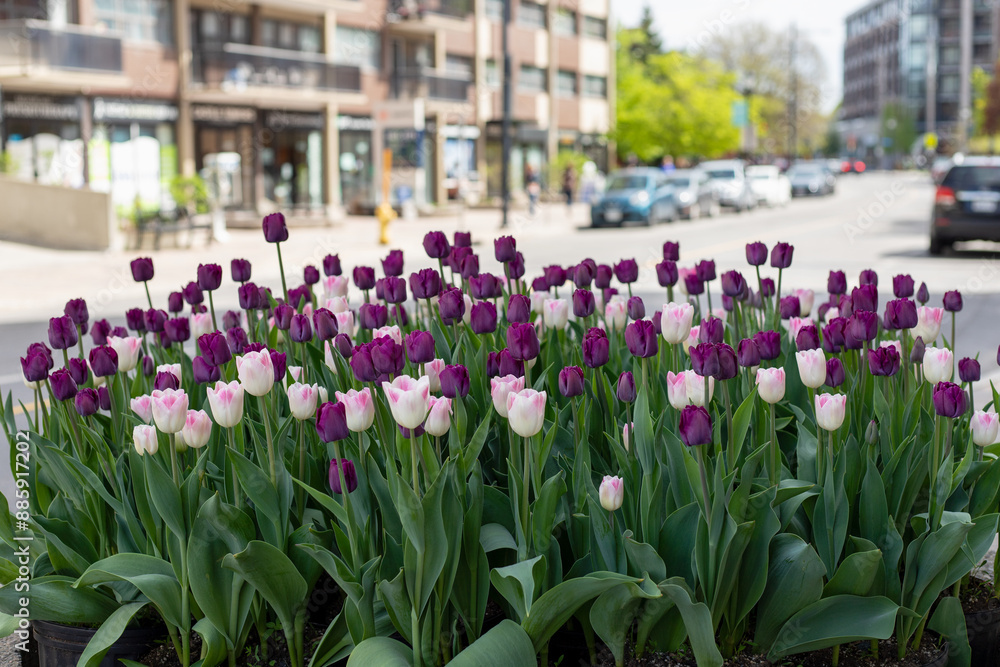 City view with tulips in spring. Cityscape in springtime in residential district City view with tulips in spring. Cityscape in springtime in residential district