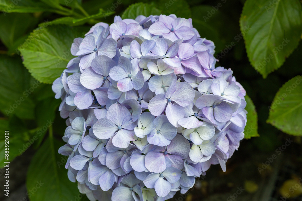 Close-up of light purple hydrangea flowers blooming in early summer at Shimoda Park. Close-up of light purple hydrangea flowers blooming in early summer at Shimoda Park.