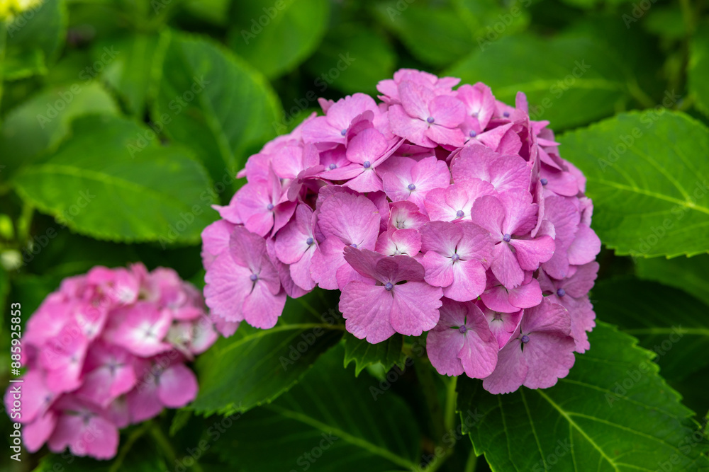 Close-up of pink hydrangea flowers blooming in early summer at Shimoda Park. Close-up of pink hydrangea flowers blooming in early summer at Shimoda Park.