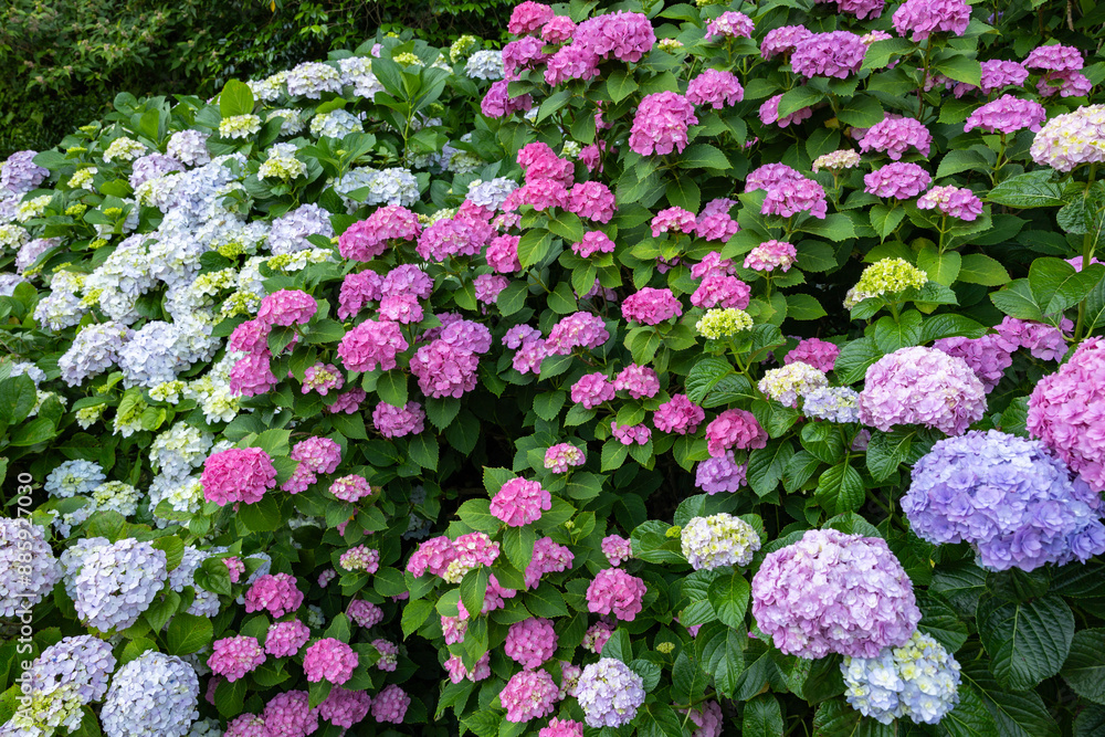 Pink hydrangea flowers blooming in early summer at Shimoda Park in Izu. Pink hydrangea flowers blooming in early summer at Shimoda Park in Izu.