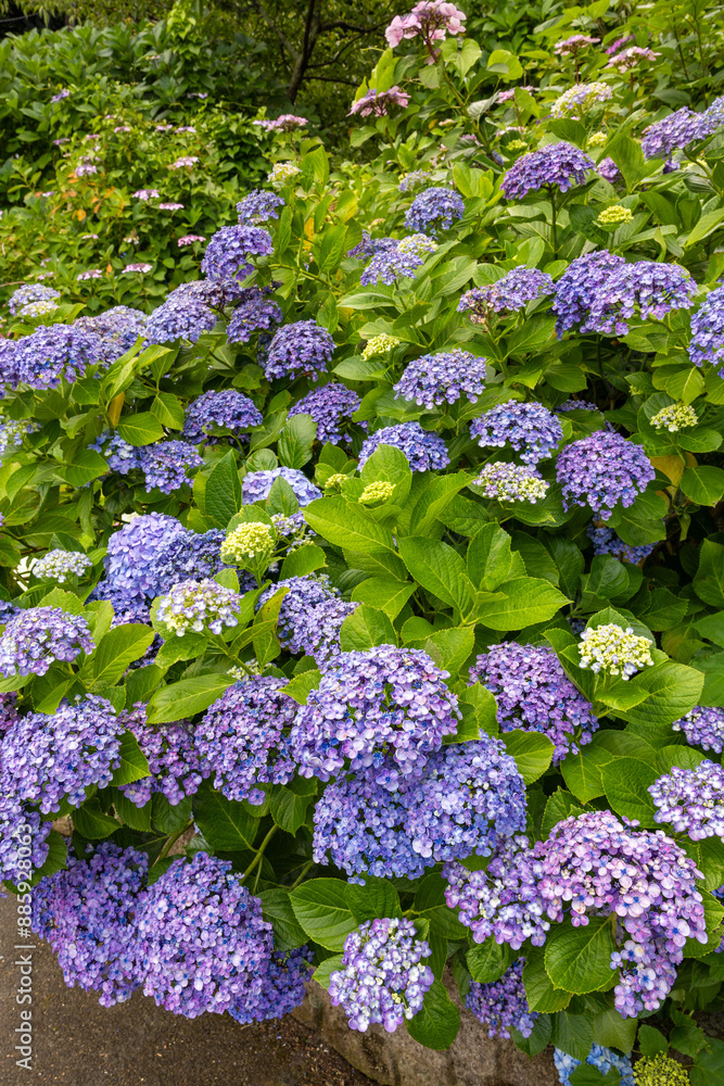 Beautiful popcorn hydrangea flowers blooming in early summer at Shimoda Park in Izu. Beautiful popcorn hydrangea flowers blooming in early summer at Shimoda Park in Izu.