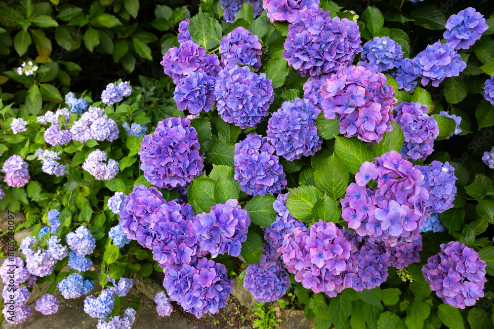 Purple hydrangea flowers blooming in early summer at Shimoda Park in Izu. Purple hydrangea flowers blooming in early summer at Shimoda Park in Izu.