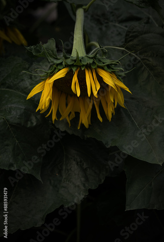 Close up of sunflower and leaves