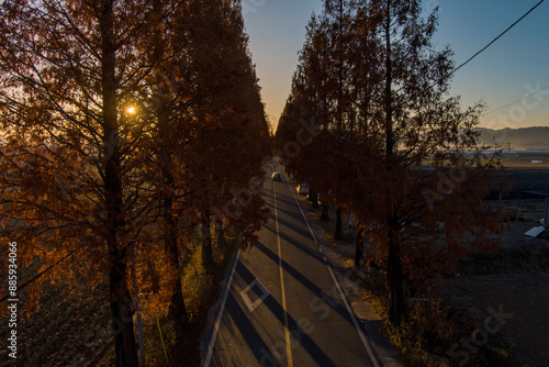 Metasequoia Road