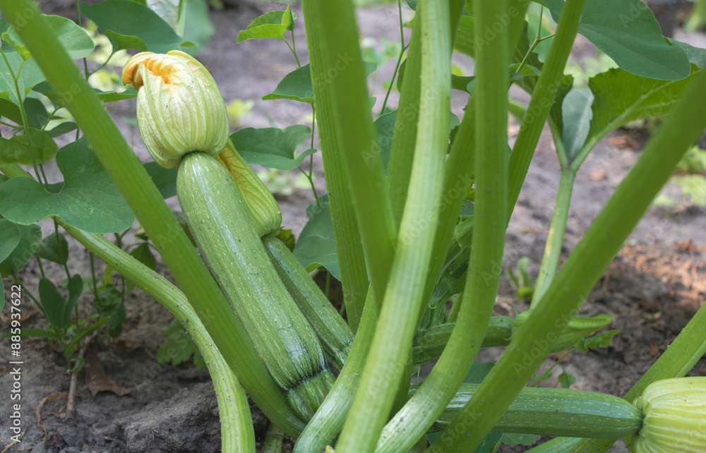 Fototapeta premium Zucchini plant with young fruit, also known as Cgrey Zina in the garden. Close-up of green zucchini split on long flower stem and leaves