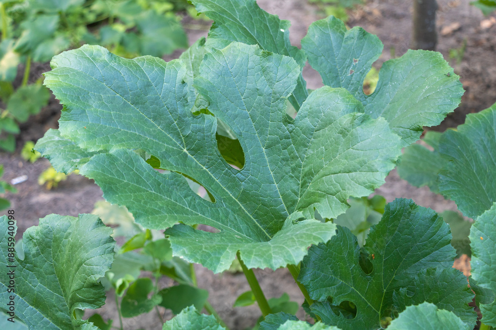 Close up of large leaves of zucchini on a commercial vegetable garden plant Close up of large leaves of zucchini on a commercial vegetable garden plant