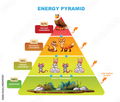 Energy pyramid highlighting energy transfer between trophic levels, producers, consumers. Vector cartoon illustration