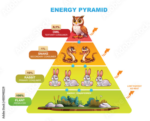 Energy pyramid illustrating energy flow through owl, snake, rabbit, plant. Vector cartoon illustration