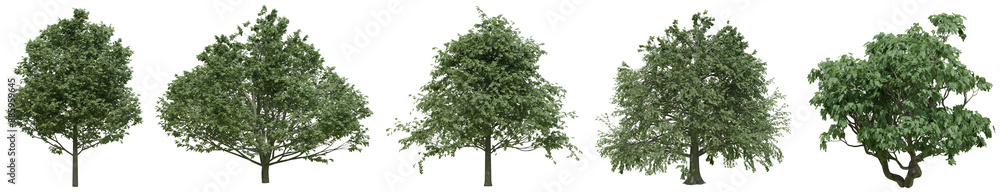 Collection of realistic large woods trees with isolated on transparent background. PNG file, 3D rendering illustration, Clip art and cut out Collection of realistic large woods trees with isolated on transparent background. PNG file, 3D rendering illustration, Clip art and cut out