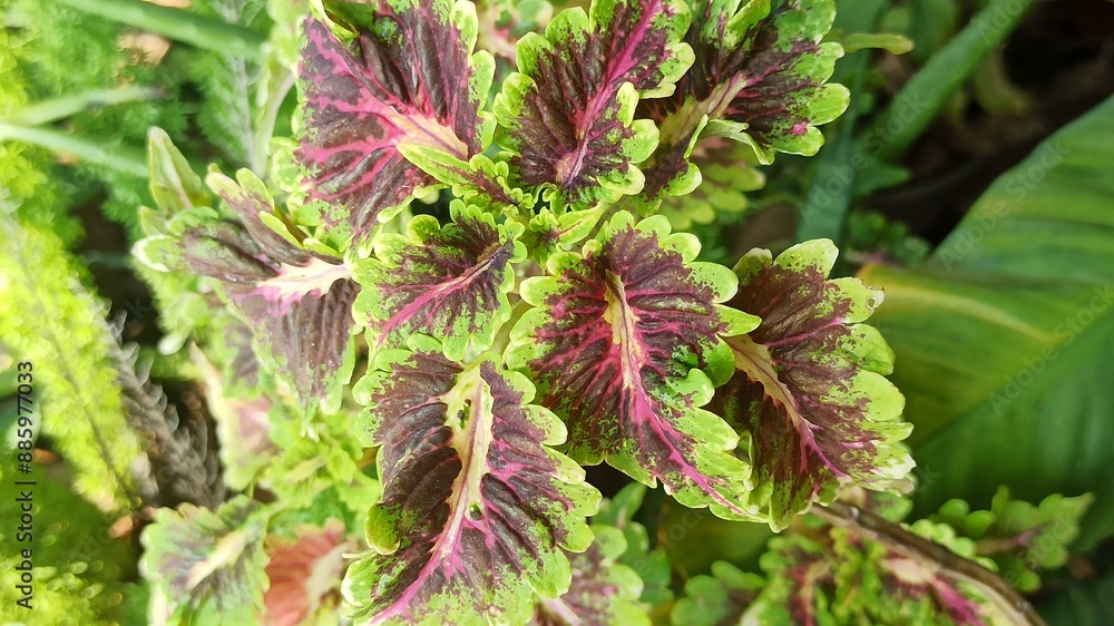 Fototapeta premium beautiful miana leaves