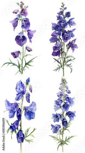 Set of Aconitum Flower Watercolor Illustration on White Background