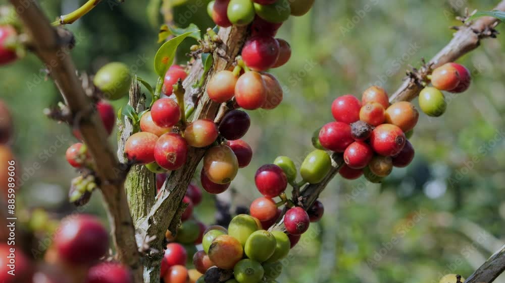 Coffee farm at cloudy day in Indonesia, Bali island. High quality 4k footage Coffee farm at cloudy day in Indonesia, Bali island. High quality 4k footage