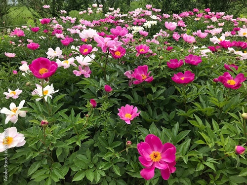 peony blossom