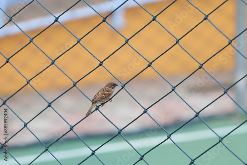 Eurasian Tree Sparrow perched on a nylon net. The bird is in focus, while the background is blurred, revealing a sports court with yellow and green colors.