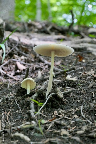 Mushroom(s) photo