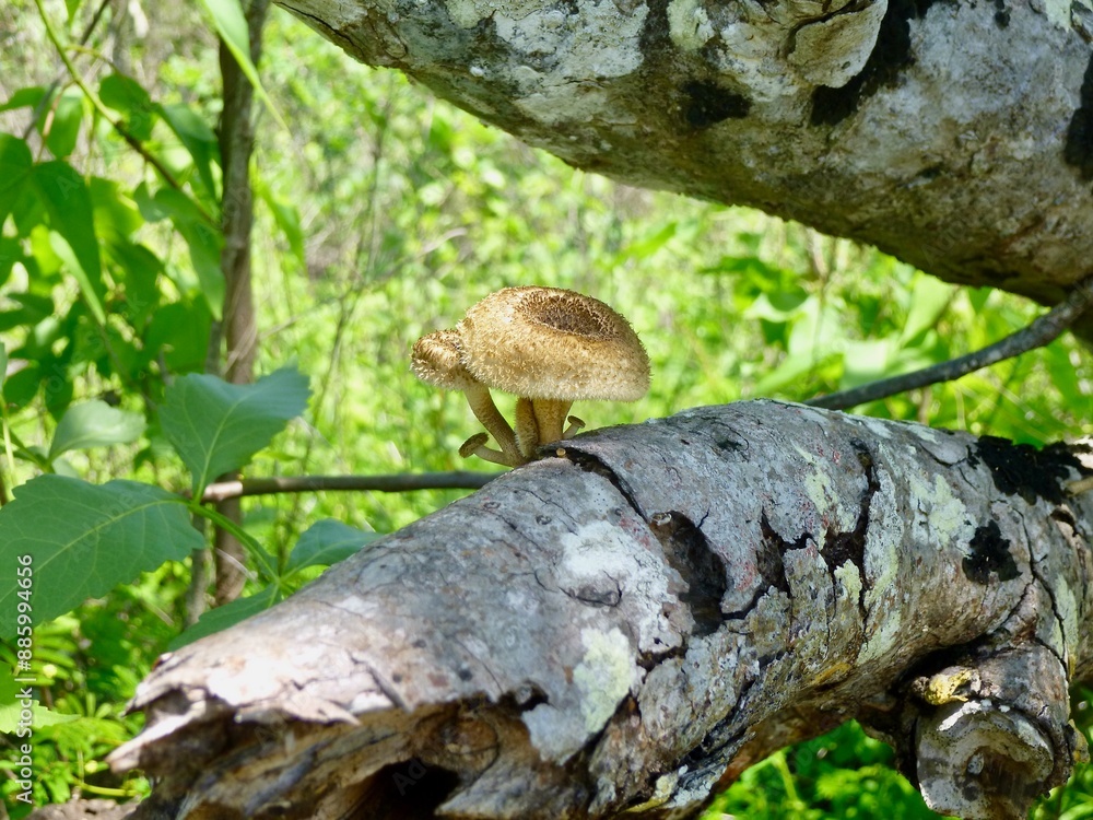 Mushroom(s) Mushroom(s)