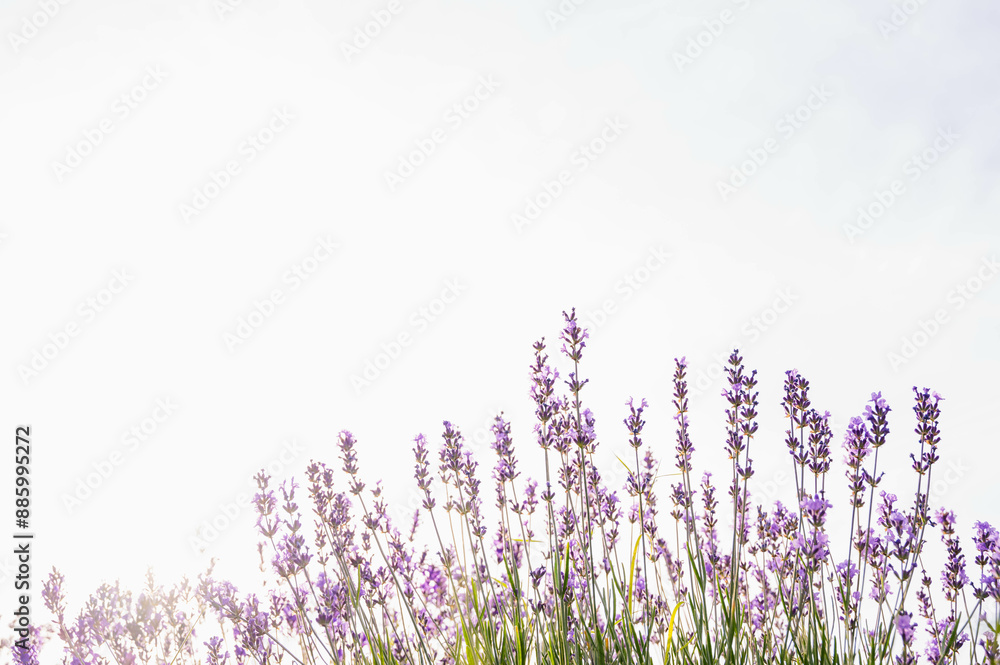 Naklejka premium 逆光のイングリッシュラベンダー