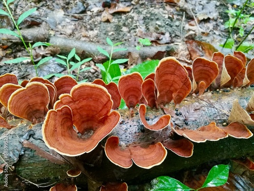 Mushroom(s) photo