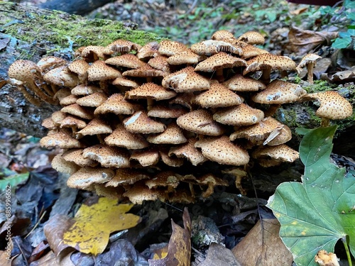 Mushroom(s) photo